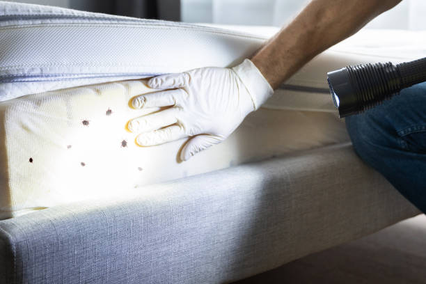 Best Mosquito Control Services  in Amarillo, TX
