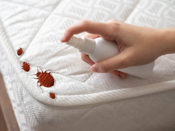 Best Local Pest Control Services  in Amarillo, TX