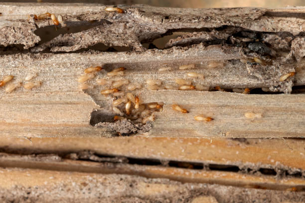 Best Termite Control Services  in Amarillo, TX